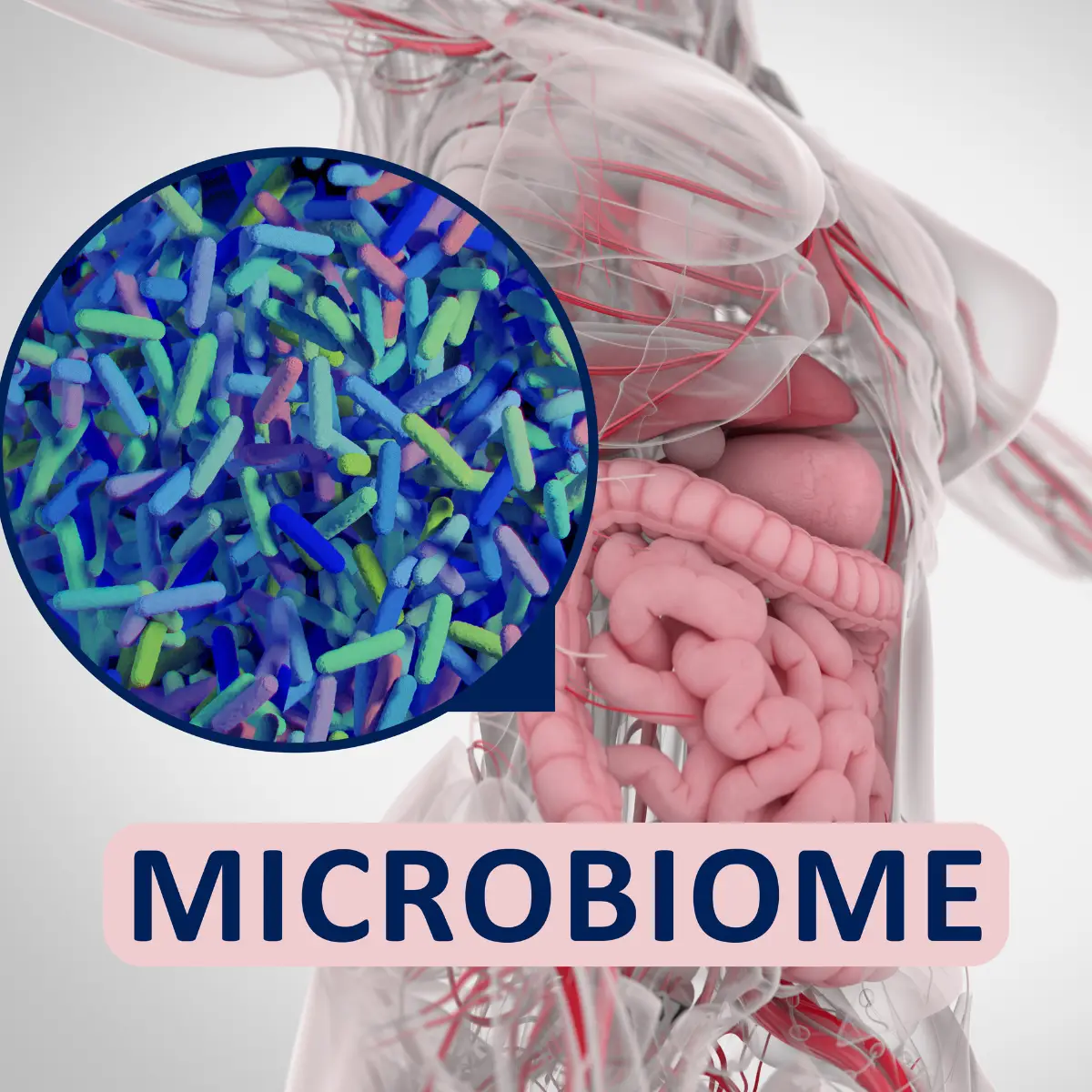 gut microbiome are species of bacteria, viruses, fungi and parasites.